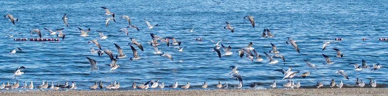 grande bando de gaivotas na praia de rhode island foto