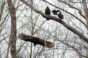 pássaros de abutre descansando na árvore depois de uma boa refeição foto