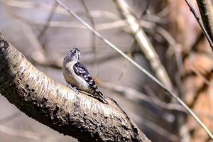 um pica-pau felpudo macho empoleirado em um tronco de árvore. foto