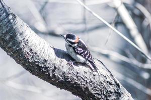 um pica-pau felpudo macho empoleirado em um tronco de árvore. foto