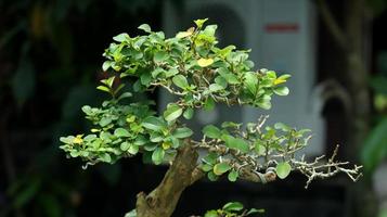 close-up de plantas bonsai. bonsai é uma versão japonesa da arte tradicional chinesa original penjing ou penzai. pequena árvore. foto