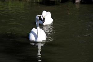 uma visão de alguns cisnes assobiando foto