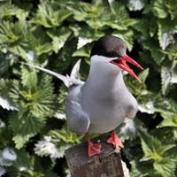 uma visão de uma andorinha-do-mar ártica nas ilhas farne foto