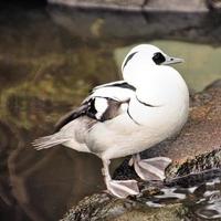 uma visão de um pato smew foto