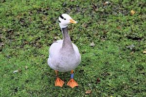 uma visão de um ganso com cabeça de bar foto