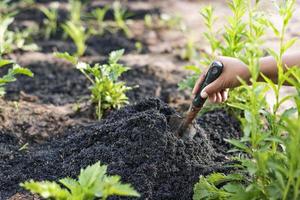 conceitos de cultivo, jardinagem, agricultura e pessoas - pessoas com pás cavando canteiros ou fazendas. foto