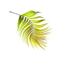 folha verde de palmeira em fundo branco foto