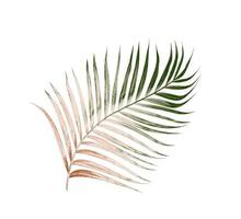 folhas verdes de palmeira isoladas no fundo branco foto