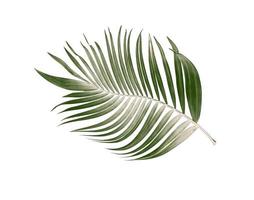 folha verde de palmeira em fundo branco foto