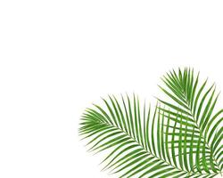 folha de palmeira verde sobre fundo branco foto