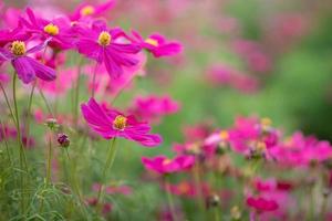 flores cor de rosa e folhas verdes têm belas cenas principais verdes. foto