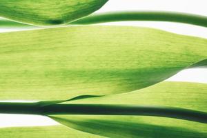 fundo de hastes de tulipa retroiluminado foto