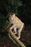 macacos selvagens estão descansando e comendo no chão. no parque nacional khao yai, tailândia foto