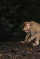 macacos selvagens estão descansando e comendo no chão. no parque nacional khao yai, tailândia foto