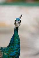 pavão azul de perto foto