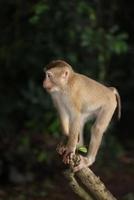 macacos selvagens estão descansando e comendo no chão. no parque nacional khao yai, tailândia foto