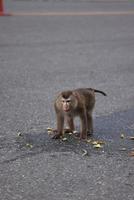 macacos selvagens estão descansando e comendo no chão. no parque nacional khao yai, tailândia foto