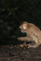 macacos selvagens estão descansando e comendo no chão. no parque nacional khao yai, tailândia foto