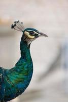 pavão azul de perto foto