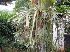 planta ornamental de folha de chifre de veado foto