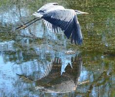 grande garça azul em voo com reflexo de água foto