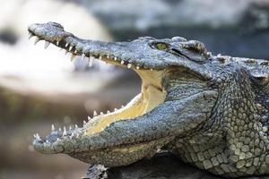 fechar o crocodilo com a boca aberta foto