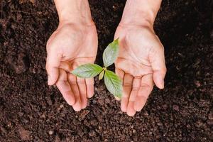 uma pequena árvore e as mãos estão plantando árvores com ternura. foto