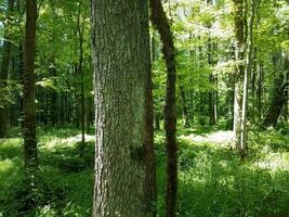 videira crescendo em árvore na floresta ou floresta foto