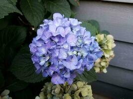planta de hortênsia com flores azuis e brancas foto