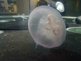 água-viva flutuando ou nadando em aquário com tentáculos
