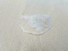 água-viva morta lavada na areia na costa ou na praia foto