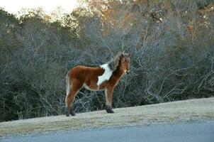 cavalo marrom e branco na beira da estrada foto