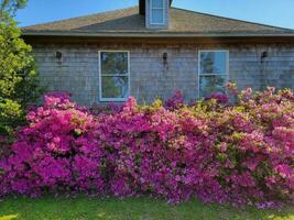 flores de azaléias rosa florescendo na frente da casa de madeira foto