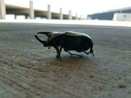 grande besouro hércules masculino com chifres no cimento foto