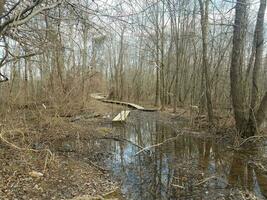 trilha de calçadão ou caminho no pantanal ou pântano com árvores foto