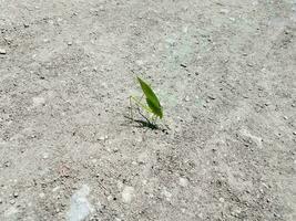 inseto em forma de folha verde no chão foto