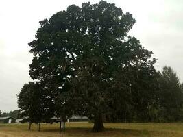 árvore muito grande com musgo e grama verdes pendurados foto