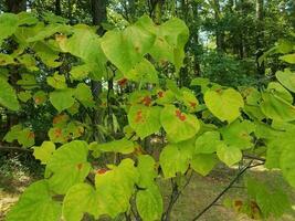 amoras vermelhas e pretas e folhas verdes foto