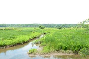 calçadão de madeira e plantas verdes e água no pantanal foto