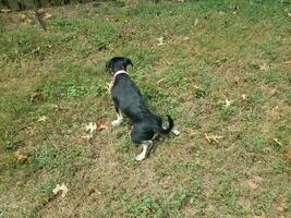 cachorrinho preto fazendo xixi na grama verde foto