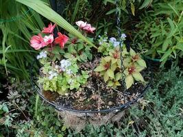 cesta de flores de metal pendurada com plantas verdes e vermelhas foto