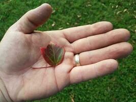 mão segurando uma folha vermelha e verde foto