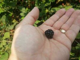 fruta de amora na mão com anel de ouro foto