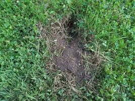 grande buraco cavado na grama por um animal foto
