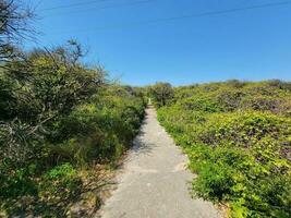 caminho ou trilha com plantas verdes e árvores e céu azul foto