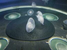 água-viva flutuando ou nadando em aquário com tentáculos