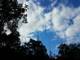 pássaro no galho da árvore alta e nuvens brancas foto