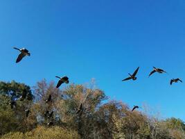 pássaros voando gansos e céu azul e árvores foto