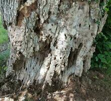 buracos no tronco de árvore em decomposição foto