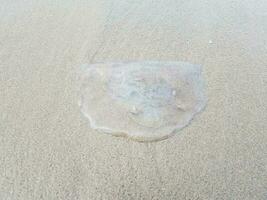 água-viva morta lavada na areia na costa ou na praia foto